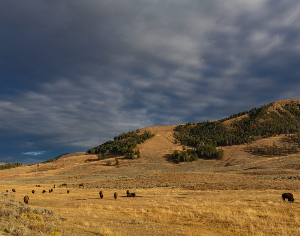 Lamar Valley