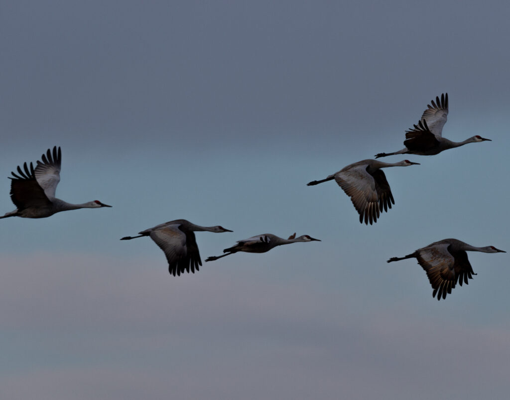 Sandhill Migration